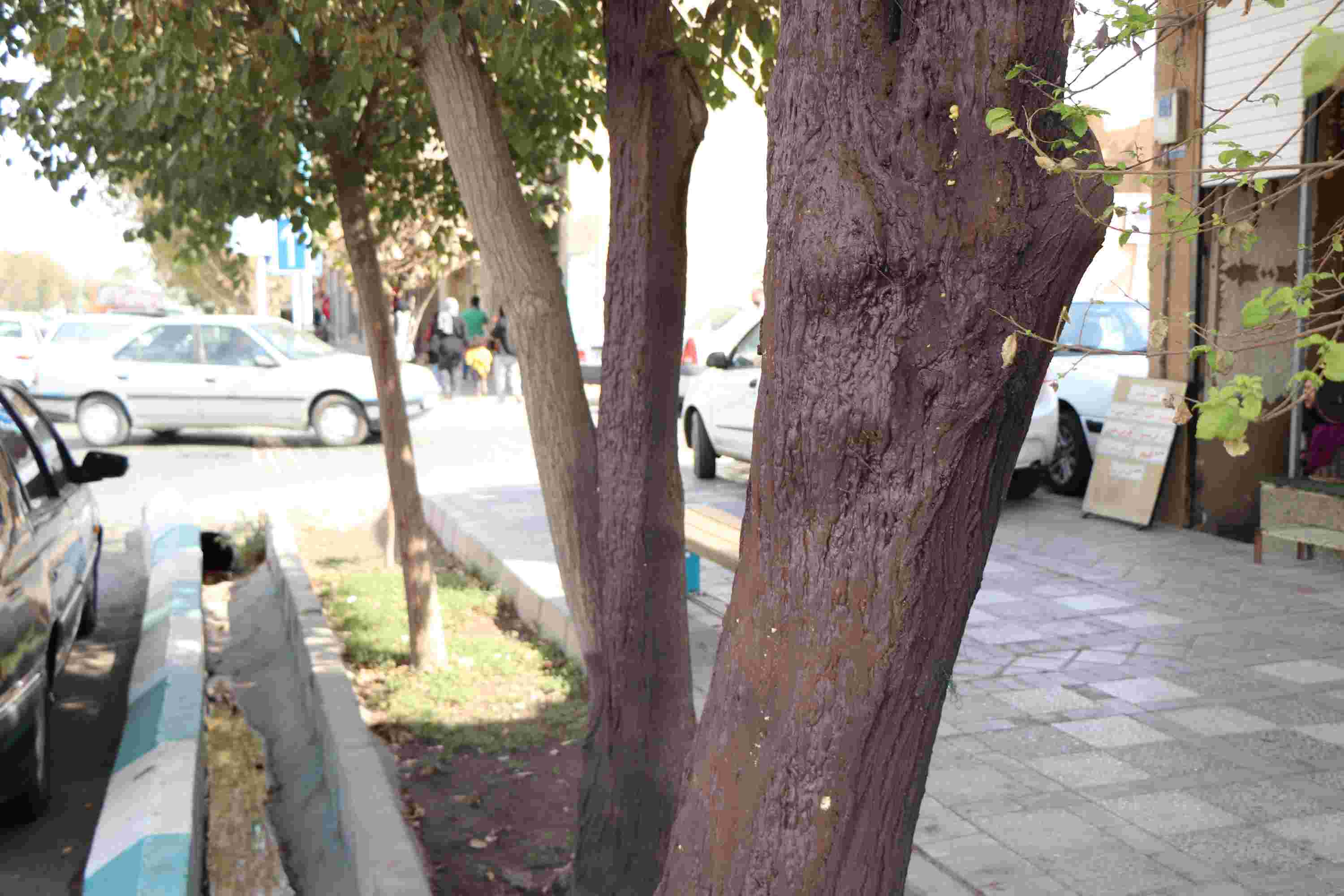 صورة مصغّرة